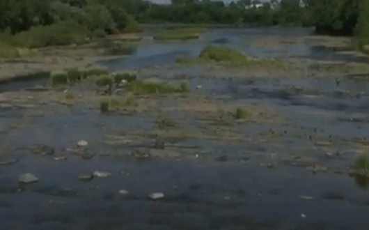 La Ville de Saint-Hyacinthe en cause dans la mort de milliers de poissons dans la rivière Yamaska