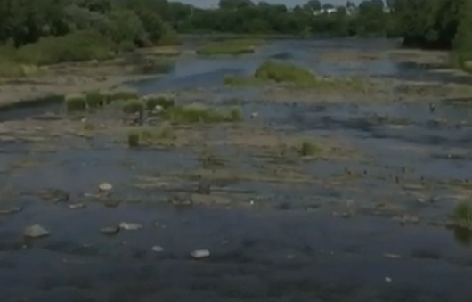 La Ville de Saint-Hyacinthe en cause dans la mort de milliers de poissons dans la rivière Yamaska 1 La Ville de Saint-Hyacinthe en cause dans la mort de milliers de poissons dans la rivière Yamaska