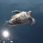 400 tortues mortes en Amérique centrale