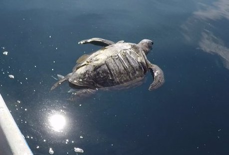 400 tortues mortes en Amérique centrale