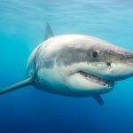 Attaque de requin blanc en Californie