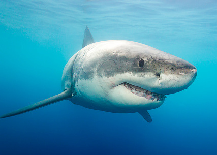 Attaque de requin blanc en Californie