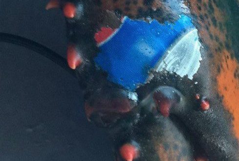 La pince d’un homard avec l’image d’une canette de Pepsi