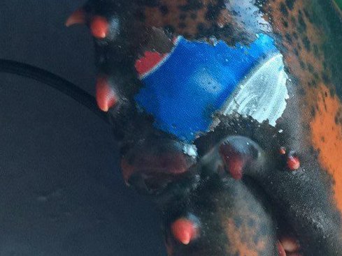 La pince d'un homard avec l'image d'une canette de Pepsi 1 La pince d'un homard avec l'image d'une canette de Pepsi