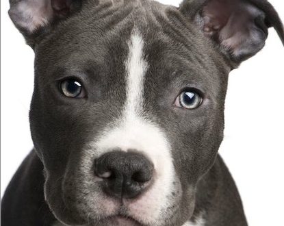 Pitbull à Montréal : Le règlement d'interdiction bientôt changé