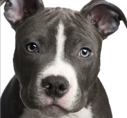 Pitbull à Montréal : Le règlement d'interdiction bientôt retiré 1 Pitbull à Montréal : Le règlement d'interdiction bientôt changé