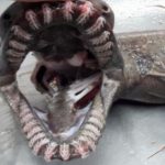 Un requin lézard découvert au Portugal au large de la côte de l'Algarve