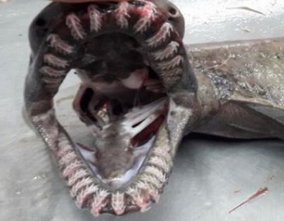 Un requin lézard découvert au Portugal au large de la côte de l'Algarve