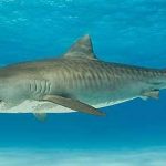 Attaque de requin tigre au Costa Rica : Une femme perd la vie