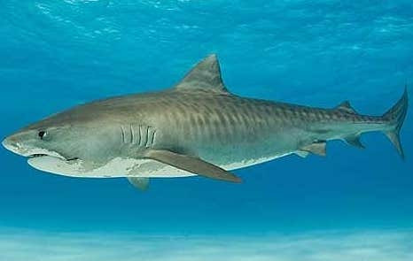 Attaque de requin tigre au Costa Rica : Une femme perd la vie