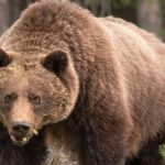 Un grizzly tue une femme et son bébé de 10 mois à Yukon