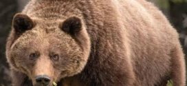 Un grizzly tue une femme et son bébé de 10 mois à Yukon