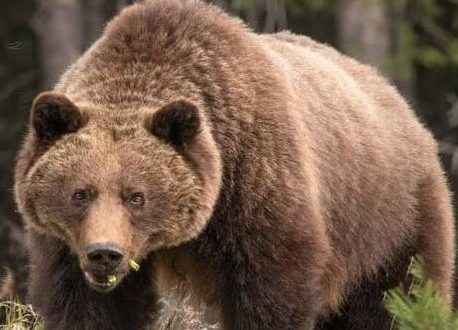 Un grizzly tue une femme et son bébé de 10 mois à Yukon