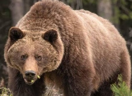 Un grizzly tue une femme et son bébé de 10 mois à Yukon 1 Un grizzly tue une femme et son bébé de 10 mois à Yukon