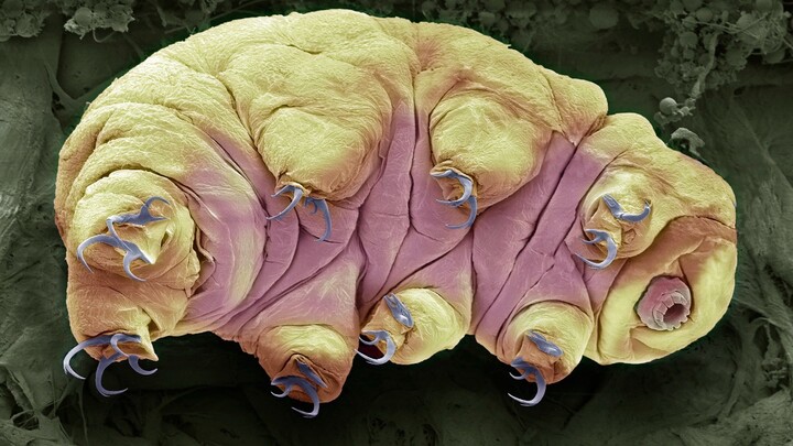 Le Tardigrade : L’Inattendu Survivant de l’Apocalypse 1 Des scientifiques révèlent le seul animal susceptible de survivre à la fin du monde