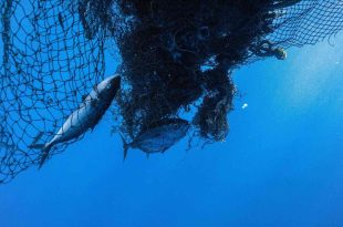 L'industrie salue un décret de Trump qui déréglemente la pêche commerciale aux É.-U.