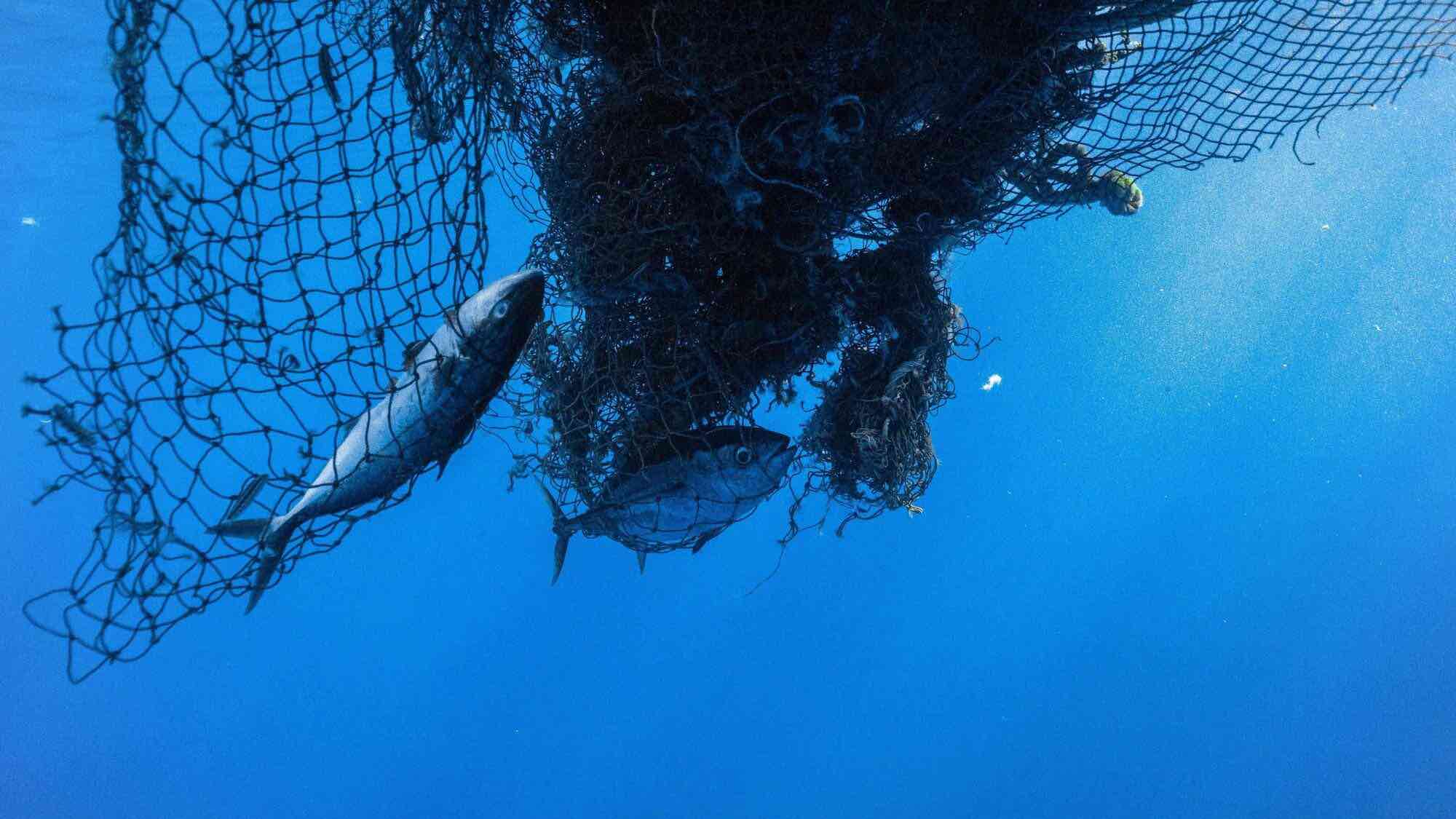 L'industrie salue un décret de Trump qui déréglemente la pêche commerciale aux É.-U. L'industrie salue un décret de Trump qui déréglemente la pêche commerciale aux É.-U.