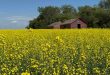 Le Canada investit 7 millions de dollars dans les technologies agricoles propres