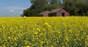 Le Canada investit 7 millions de dollars dans les technologies agricoles propres