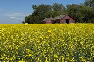 Le Canada investit 7 millions de dollars dans les technologies agricoles propres