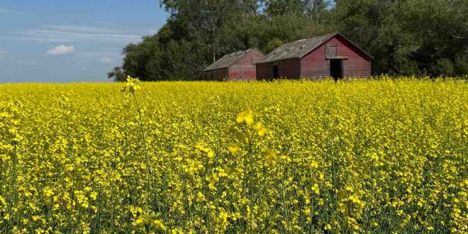 Le Canada investit 7 millions de dollars dans les technologies agricoles propres
