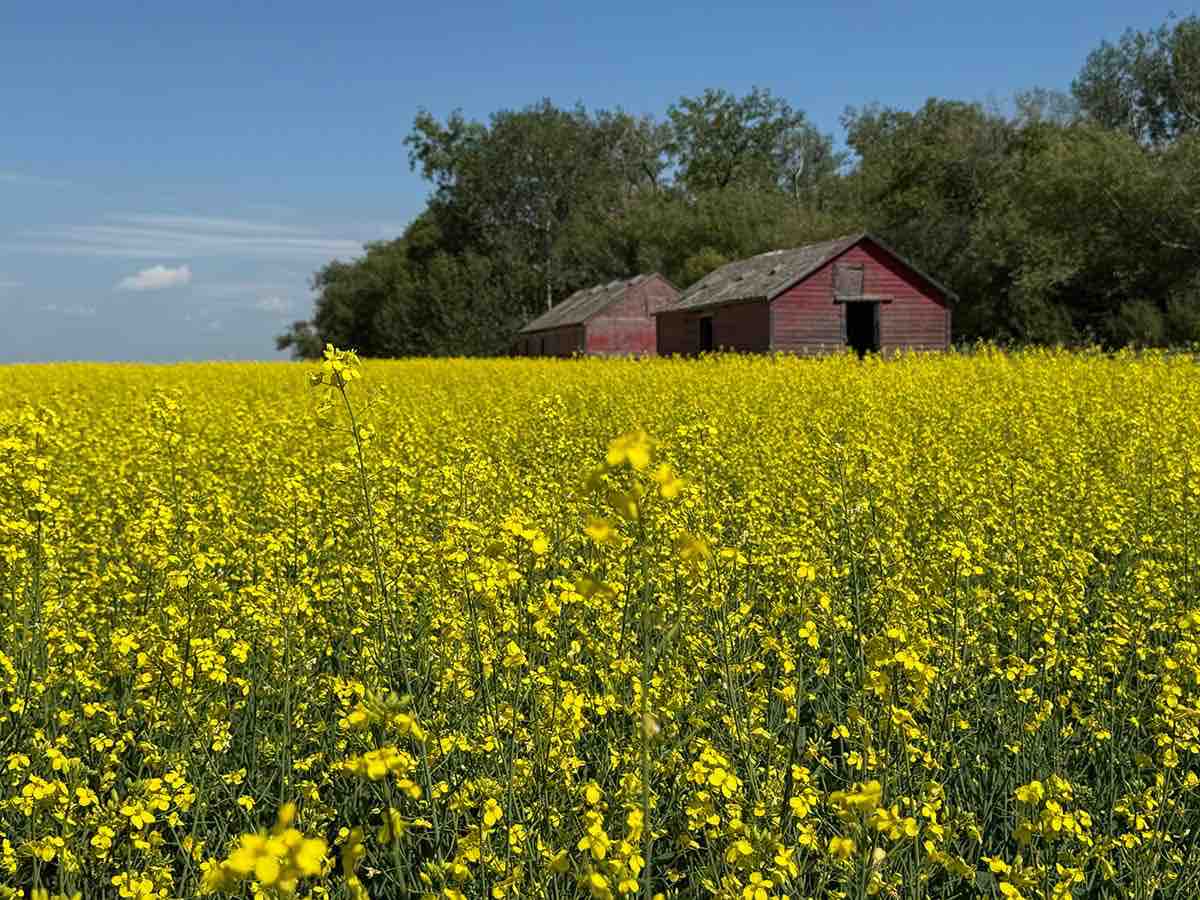 Le Canada investit 7 millions de dollars dans les technologies agricoles propres 1 Le Canada investit 7 millions de dollars dans les technologies agricoles propres