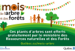 Québec lance le Mois de l’arbre 2026 avec une mobilisation massive autour du bois