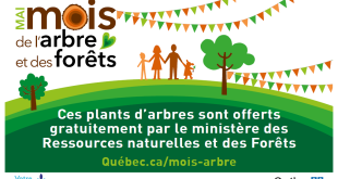 Québec lance le Mois de l’arbre 2026 avec une mobilisation massive autour du bois