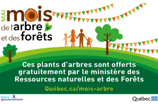 Québec lance le Mois de l’arbre 2026 avec une mobilisation massive autour du bois