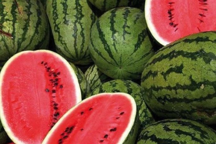 Exportations de pastèques le Maroc attend un rebond du marché européen Exportations de pastèques : le Maroc attend un rebond du marché européen