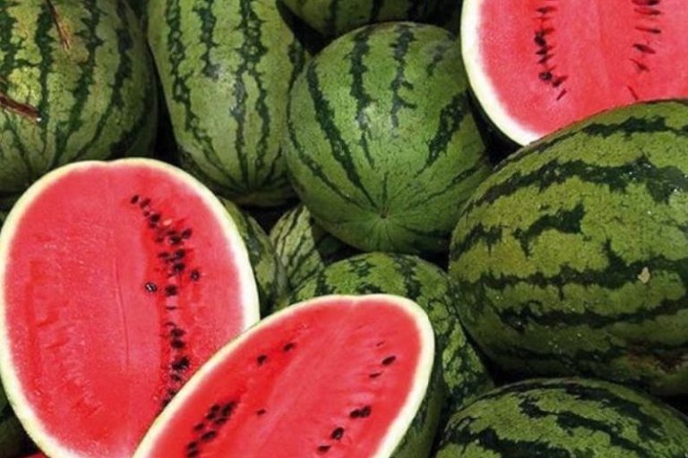 Exportations de pastèques : le Maroc attend un rebond du marché européen