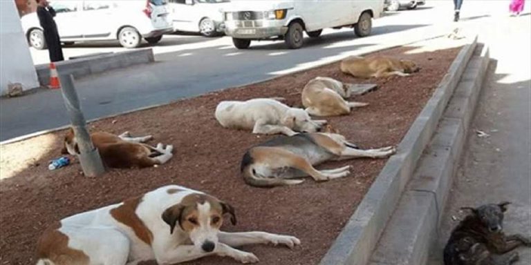 Le Maroc prépare un cadre légal inédit pour encadrer les animaux errants