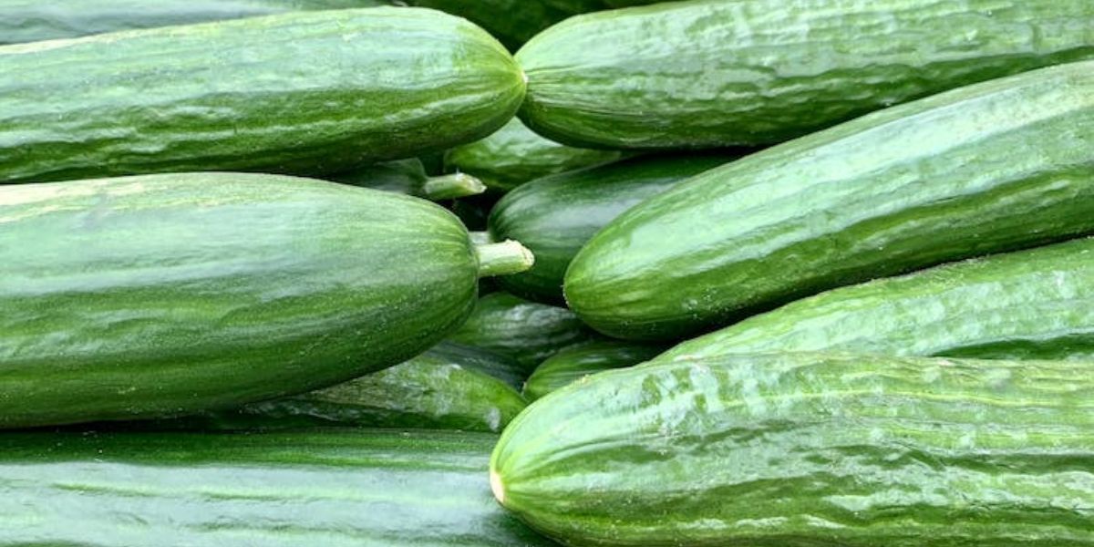 Le concombre marocain gagne du terrain sur le marché allemand Le concombre marocain gagne du terrain sur le marché allemand