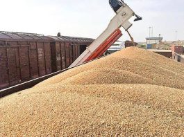 Le Maroc redevient un acheteur majeur de blé dur canadien