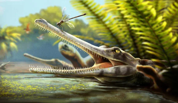 Maroc une nouvelle espèce de reptile préhistorique découverte dans l’Atlas Maroc : une nouvelle espèce de reptile préhistorique découverte dans l’Atlas